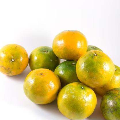 Orange Fraîche de Bouaflé – Disponible en Gros